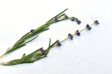 Resim, mavi çiçeklerle açan hoş kokulu lavanta dalını gösteriyor..