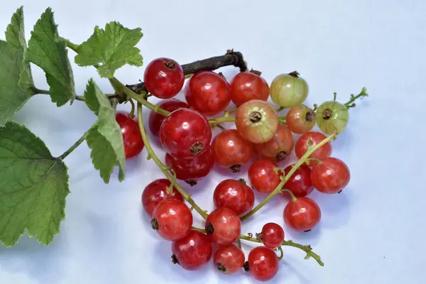 Picture Shows Branches Ripe Red Currants — Stockfoto