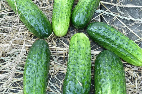 Picture Shows Ripe Fruits Cucumbers Lying Dry Grass — Stok Foto