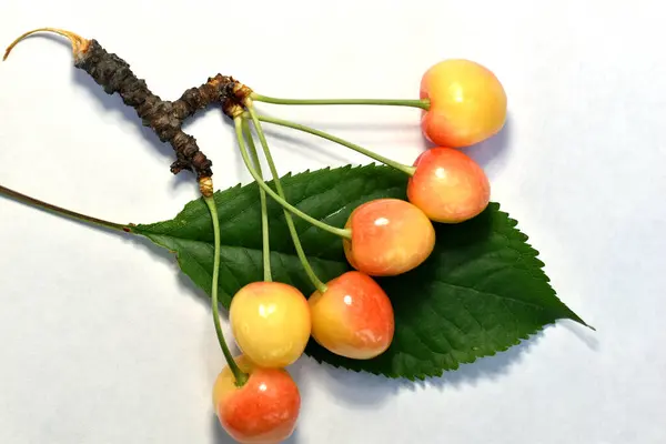 Picture Shows Ripe Yellow Cherries Branch Green Leaf — Stockfoto