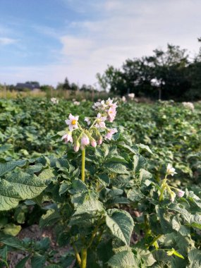 Resim büyüyen bir patates tarlasını gösteriyor. Üstünde çiçekler var..