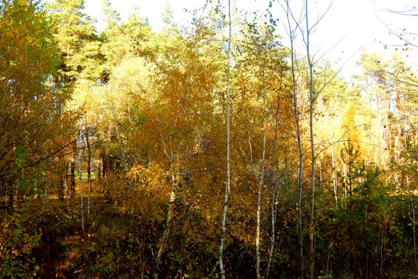 Birch Άλσος Νεαρά Δέντρα Φθινόπωρο Ήλιος Φώτισε — Φωτογραφία Αρχείου