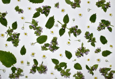 Mor çiçekler, yeşil yapraklar ve beyaz papatya çiçekleri ile yaratılmış doku deseni.