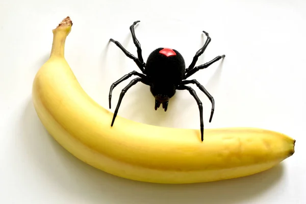 Picture Black Widow Spider Crawls Ripe Yellow Banana — Stockfoto