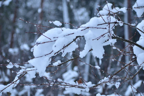 Foto Ramos Arbusto Qual Muita Neve — Fotografia de Stock