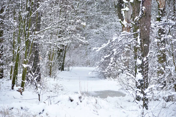 Picture Winter Landscape Road Trees Bushes Covered Snow — Fotografia de Stock