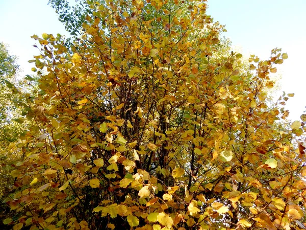 Picture Bush Large Volumes Whose Leaves Turned Yellow Autumn — Stockfoto