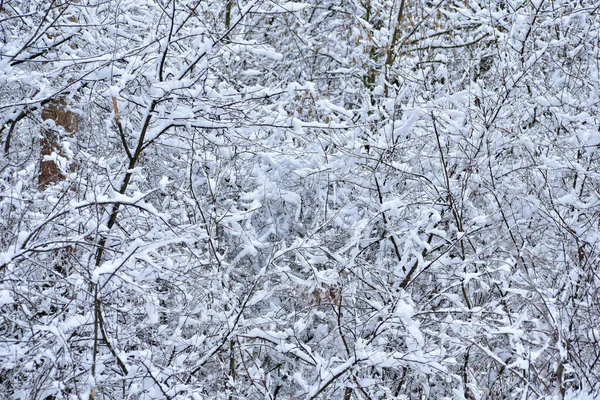Imagem Mostra Uma Paisagem Inverno Ramos Arbustos Árvores Cobertas Neve — Fotografia de Stock