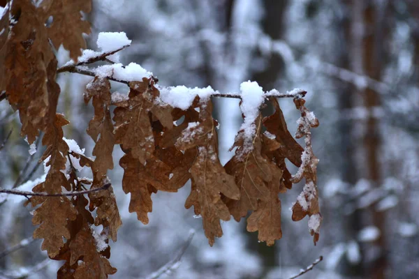 Imagem Mostra Galho Com Folhas Secas Cobertas Neve — Fotografia de Stock