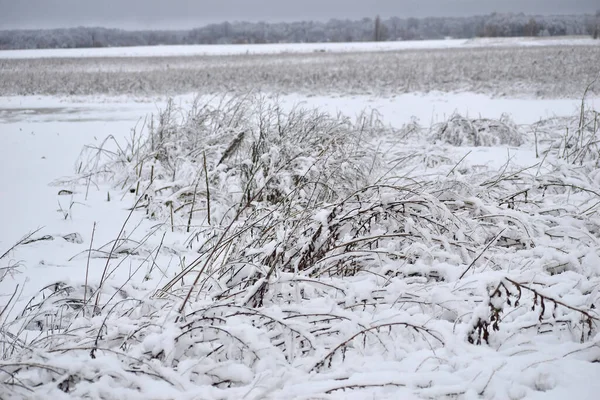 Photo Shows Tall Dry Grass Field Covered Snow — 图库照片