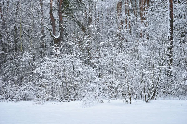 Picture Shows Winter Forest Which Branches Trees Bushes Were Covered — Fotografia de Stock