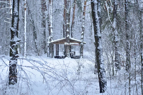 Picture Shows Winter Forest Which House Built — Zdjęcie stockowe