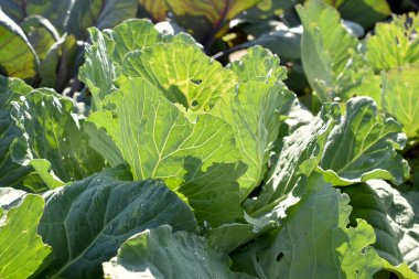The picture shows the wide green leaves of cabbage growing in the garden.