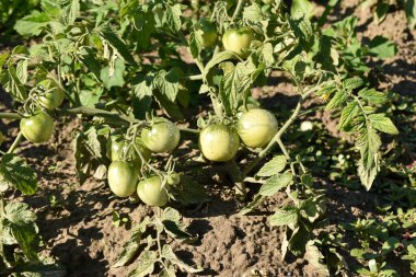 Bahçeden alınan domates çalısı dallarında olgunlaşmamış yeşil meyveler.