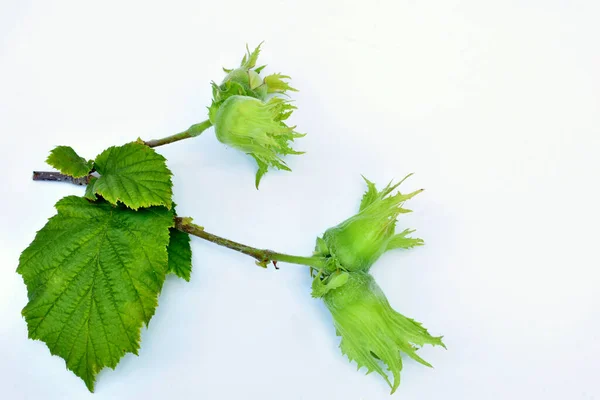 White Background Branch Hazelnut Unripe Fruits Green Leaves — ストック写真