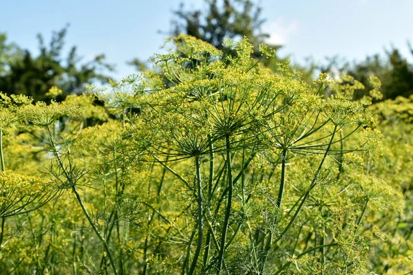 Picture Shows Flowering Plantation Fragrant Dill —  Fotos de Stock