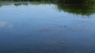 On the surface of the lake, raising his head and wriggling, he swims.