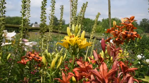 Yellow Brown Lilies Growing Flower Bed Sway Wind Bees Fly — Stock Video