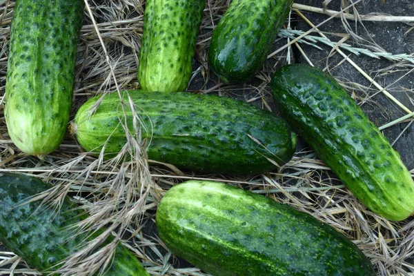 Képen Több Zöld Uborka Fekszik Száraz Fűben — Stock Fotó