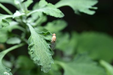 Resimde, sarı bir meyve sineği geniş yeşil yaprakların üzerinde oturur..
