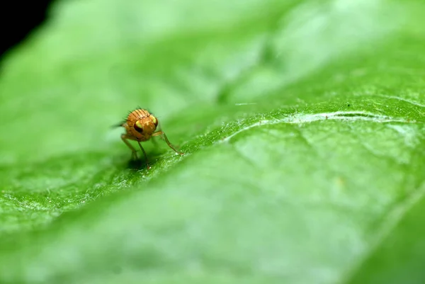 Picture Yellow Fruit Fly Sits Wide Green Leaf — стоковое фото