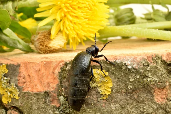 Black Shirt Beetle Shot Background Yellow Dandelions — 스톡 사진