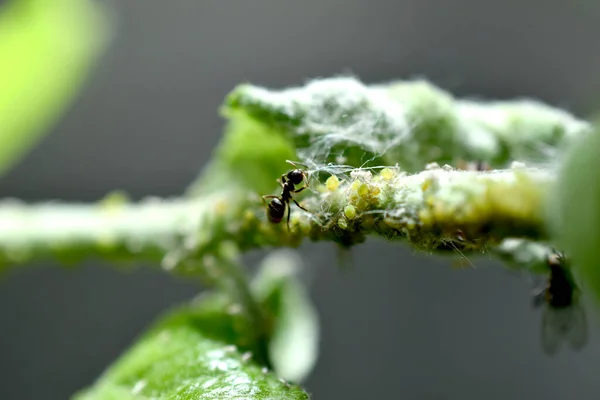 Picture Shows Ant Controls Colony Aphids Sitting Branch — стоковое фото