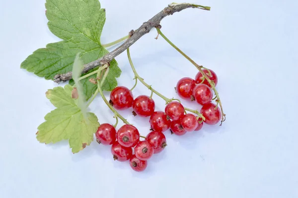 Picture White Table Branch Red Currant Fruits Leaves — Stockfoto