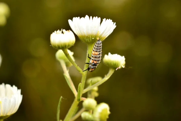 A lacewing larva sits on the stem of a chamomile flower, side view.