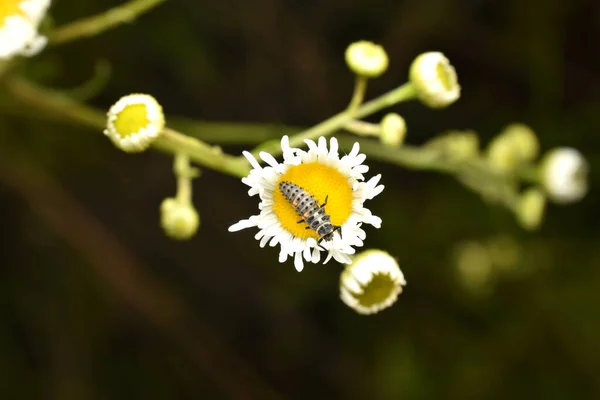 Lacewing Larva Sits Chamomile Flower Top View — Foto Stock