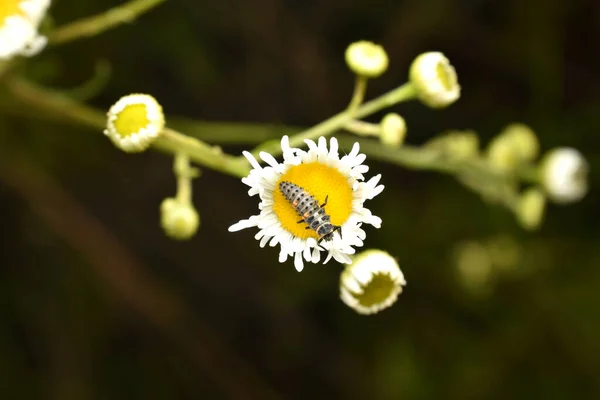 A lacewing larva sits on a chamomile flower, top view.