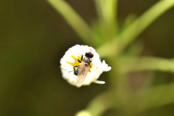 Dark Colored Fly Sits Inflorescence Chamomile Flower — Stockfoto