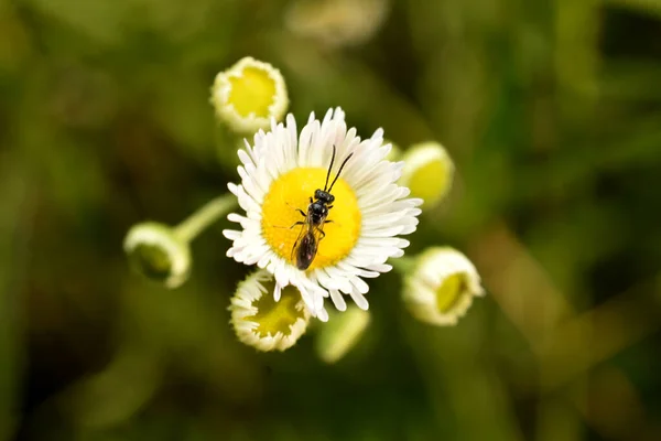 Horsewoman Wasp Sits Chamomile Flower Top View — Foto de Stock