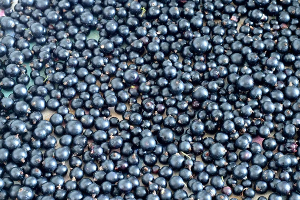 Texture Pattern Created Blackcurrant Berries Laid Out Table — Zdjęcie stockowe