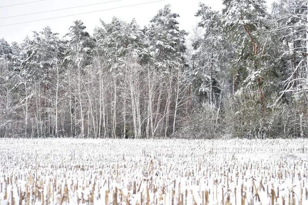 Picture Shows Field Covered Snow Which Stubble Cut Corn Tall — 图库照片