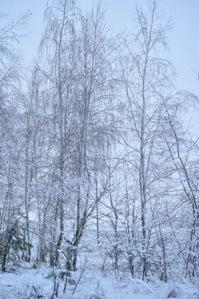 Natural Landscape Winter Forest Consisting Tall Trees — 图库照片
