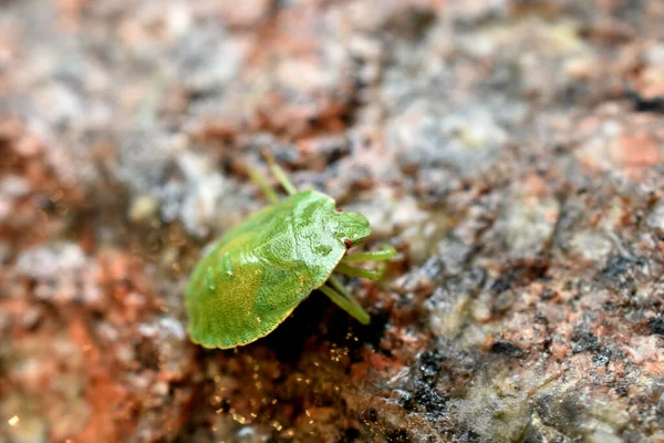Insect Stink Bug Green Color Sitting Stone — Stock fotografie