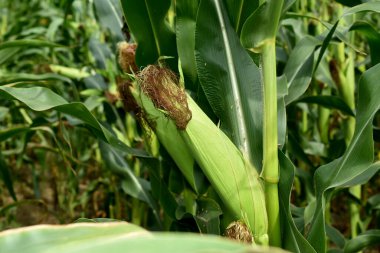 Dense thickets of a cornfield and a close-up shot of a corncob.