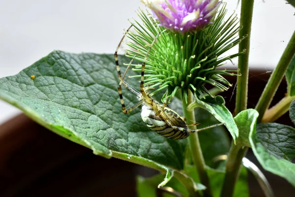 Зображенні Зображена Квітка Тьмяного Будяка Якій Сидить Павук Оси — стокове фото