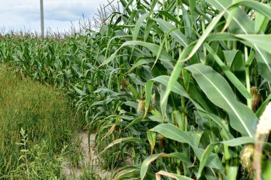 The picture shows the edge of a corn field with a ripening crop nearby.