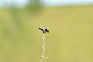 The picture shows a black fly, which is called spring paws, sitting on top of the grass.