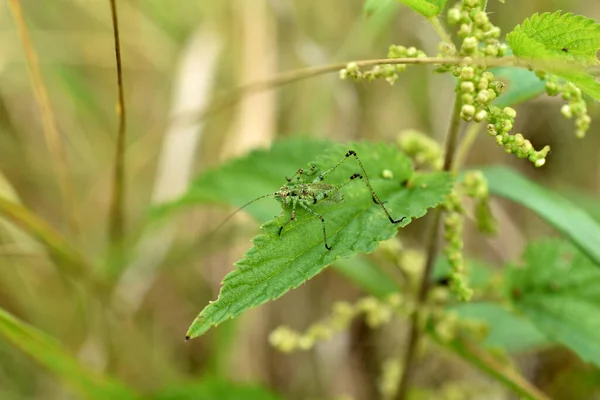 Picture Young Green Grasshopper Sits Leaf Plant — ストック写真