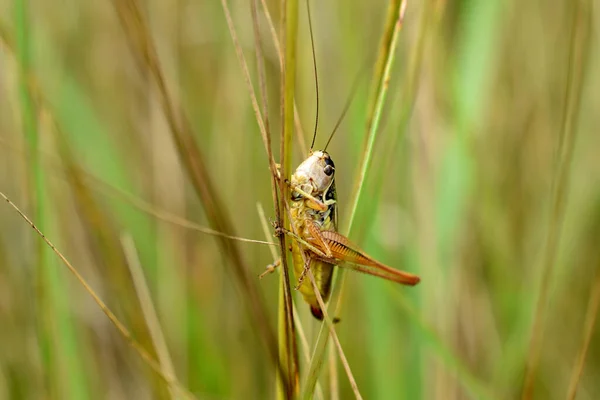 Picture Shows Grasshopper Insect Predator Sitting Stalk Grass — Stock Fotó