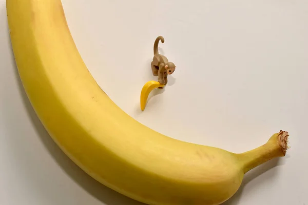 Зображенні Величезний Стиглий Банан Лежить Білому Тлі Мавпа Стрибає Поруч — стокове фото
