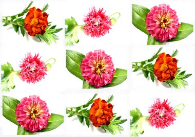 The picture shows a collage of nine pink flowers on a white background.
