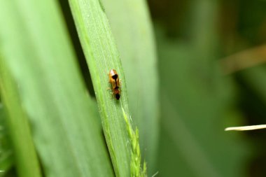 In the picture, a beetle with long whiskers and a dark spot on its back sits on a wide green leaf.