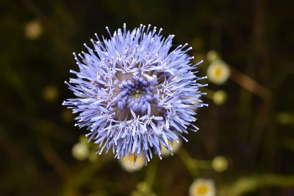 Picture Shows Lush Blue Flower Shot Dark Background — 스톡 사진