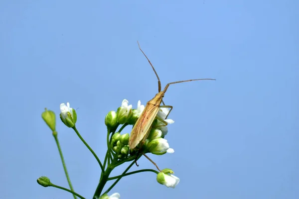 Picture Background Blue Sky Insect Wings Mustache Sits Flower — Photo