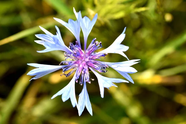 Picture Shows Blue Cornflower Flower Close Dark Background — Stok fotoğraf