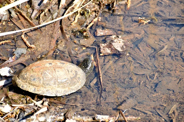 Picture Shore Pond Water Which You Can See Freshwater Turtle — Stock Fotó